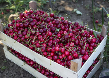Festa della Ciliegia 2025: sapori, musica e tradizione a Campoli del Monte Taburno
