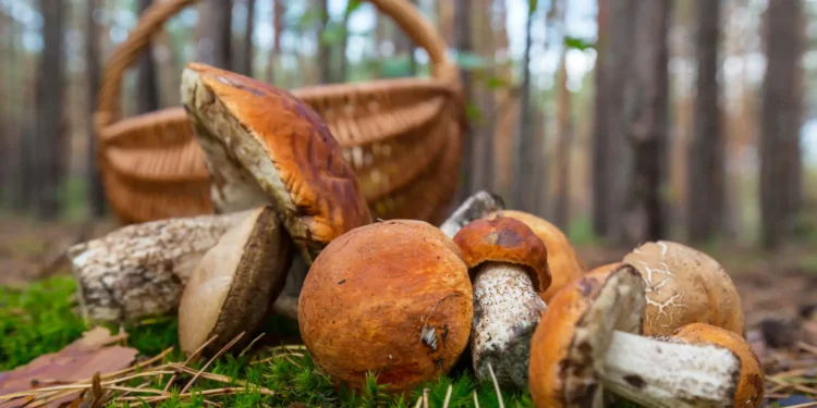 Festa del Fungo Porcino 2025 a Montoro: gusto e tradizione in Irpinia