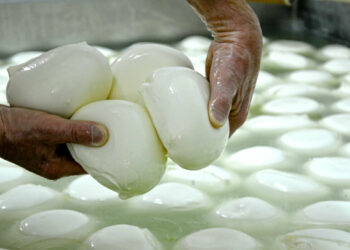 Bufala Village 2025 a Caserta: la festa dell’oro bianco