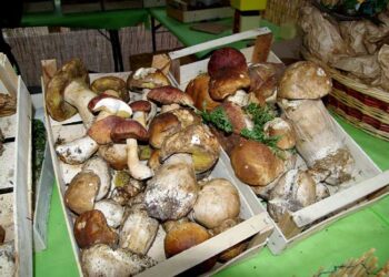 SAGRA DEI FUNGHI – CUSANO MUTRI (BN)